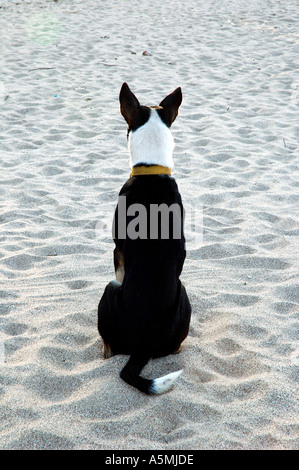 RAJ98876 côté arrière d'un seul noir et blanc couleur chien assis calmement sur la plage de sable blanc avec col autour du cou Banque D'Images