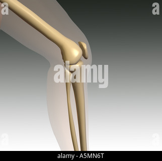 Pot du genou jambe médecine Anatomie Knie Banque D'Images