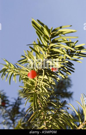 L'if commun européen, l'If ou Taxus baccata - if anglais branche avec fruits rouges et fond de ciel bleu Banque D'Images