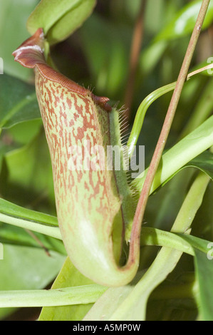 Plantes tropicales pichet ou coupes de singe, plante carnivore Nephentes avec motif tacheté et péristome, gros plan dans un environnement verdoyant. Banque D'Images