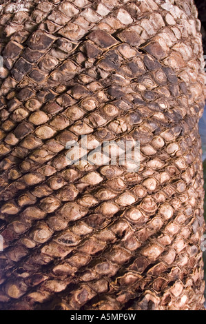 Gros plan du tronc texturé d'une plante de cycad Macrozamia Moorei originaire d'Australie, famille des Zamiaceae, montrant son écorce unique à motif de diamant. Banque D'Images