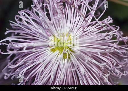 Gros plan d'une fleur de chrysanthème d'araignée Kiko vibrante avec de longs pétales roses violets et un centre jaune. Banque D'Images