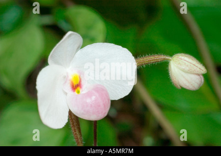 Gros plan d'une fleur d'orchidée blanche Paph Armenii armeniacum x delenatii avec une poche rose et un bourgeon sur un fond vert. Banque D'Images