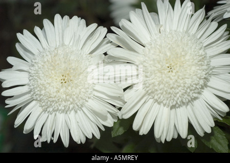 Gros plan d'une paire de fleurs blanches de chrysanthème Eleonora en pleine floraison, montrant des détails et des textures de pétales complexes. Banque D'Images