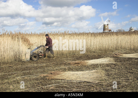 Reedcutter à l'aide de cutter à la récolte mécanisée phragmites reed pour chaume utilisez Claj North Norfolk Mars Banque D'Images