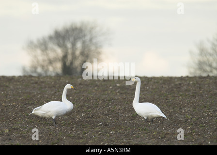 Cygne chanteur cygnus Cygnus oiseaux migrants se nourrissant de betterave à sucre récoltée tops Norfolk UK Février Banque D'Images