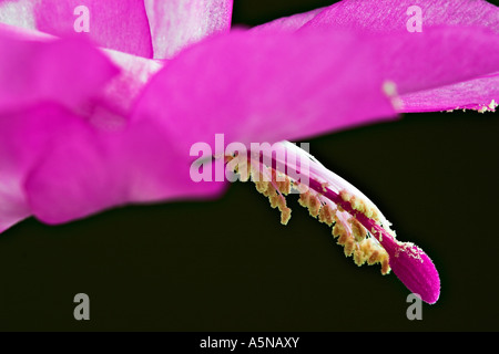 Fleur de cactus de Noël Banque D'Images