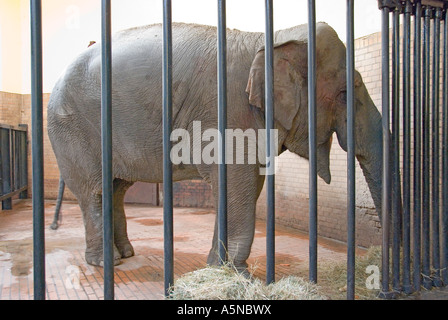 Jumbo prisonnier Elephans maximus Banque D'Images