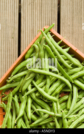 Lac Bleu fraîchement cueillis les haricots grimpants Banque D'Images