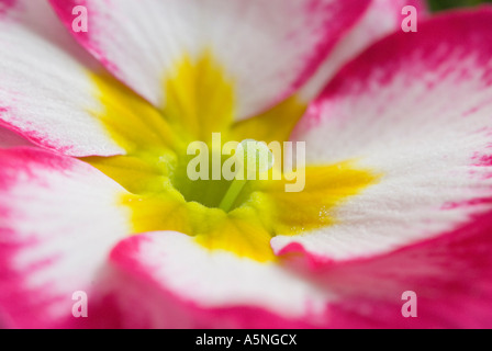 La primevère Primula veris close up Banque D'Images