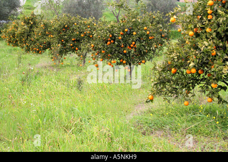 Orange Grove Algarve Portugal Banque D'Images