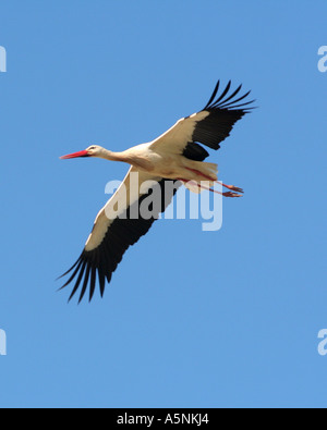 Cigogne blanche volant dans l'air Lagos Algarve Portugal Banque D'Images