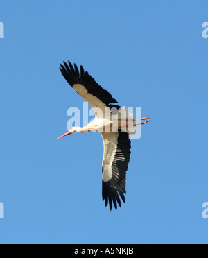 Cigogne blanche volant dans l'air Lagos Algarve Portugal Banque D'Images