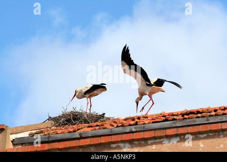 Couple de cigognes blanches sur le toit Lagos Algarve Portugal Banque D'Images