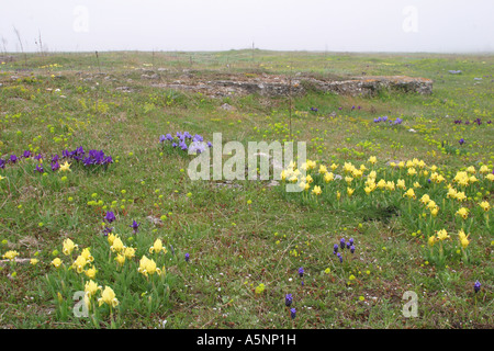 Iris Iris pumila, Nain, Zwerg Schwertlilie, Iris nain Banque D'Images