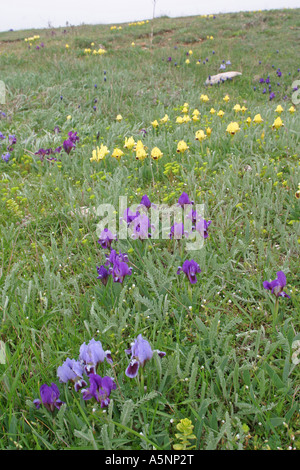 Iris Iris pumila, Nain, Zwerg Schwertlilie, Iris nain, steppe, Kaliakra Banque D'Images