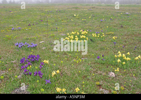 Iris Iris pumila, Nain, Zwerg Schwertlilie, Iris nain, steppe, Kaliakra Banque D'Images