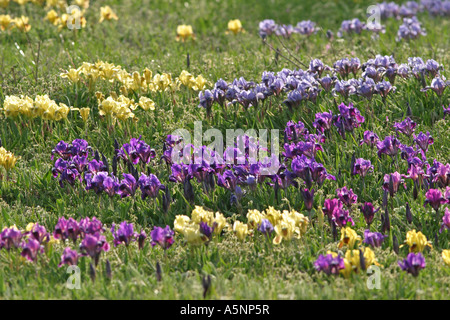 Iris Iris pumila, Nain, Zwerg Schwertlilie, Iris nain, steppe, Kaliakra Banque D'Images