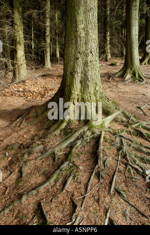 Les racines des arbres exposés près de galles Dolgellau Banque D'Images