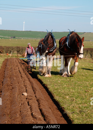 Paire de chevaux Shire tirant la charrue à main vintage Vintage d'Anglesey de labour. Isle of Anglesey au nord du Pays de Galles UK Banque D'Images