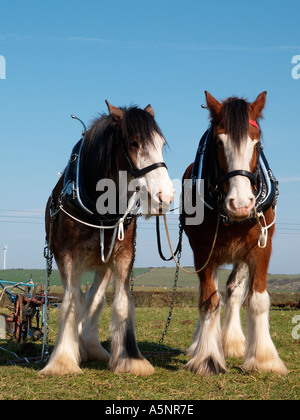 Paire de chevaux Shire se sont présentés ensemble, se reposant à Anglesey Vintage de Labour Anglesey au nord du Pays de Galles UK Banque D'Images