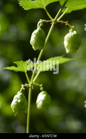 Les fleurs de houblon sur les bines près de la récolte, Faversham, Kent, Angleterre, Royaume-Uni. Banque D'Images