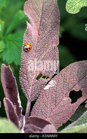 Close-up de coccinelle sur feuille de sauge pourpre Banque D'Images