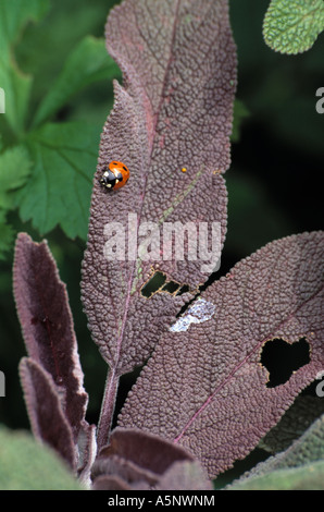 Close-up de coccinelle sur feuille de sauge pourpre Banque D'Images