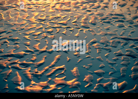 À marée basse, la mer des Wadden Banque D'Images