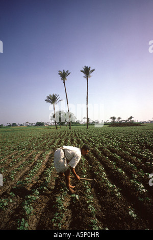 L'Égypte. Delta du Nil. Farmer Le binage à la main sur des terres irriguées par le Nil.. Banque D'Images