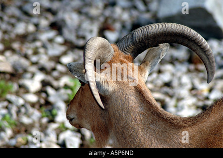 Ammotragus lervia Mouflon également appelé Aoudad ou Arrui Banque D'Images