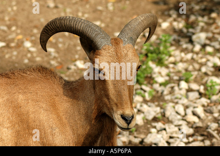 Ammotragus lervia Mouflon également appelé Aoudad ou Arrui Banque D'Images