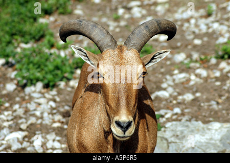 Ammotragus lervia Mouflon également appelé Aoudad ou Arrui Banque D'Images