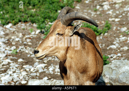 Ammotragus lervia Mouflon également appelé Aoudad ou Arrui Banque D'Images