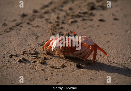 Le crabe fantôme sur la plage d'Isabela, Îles Galápagos Banque D'Images