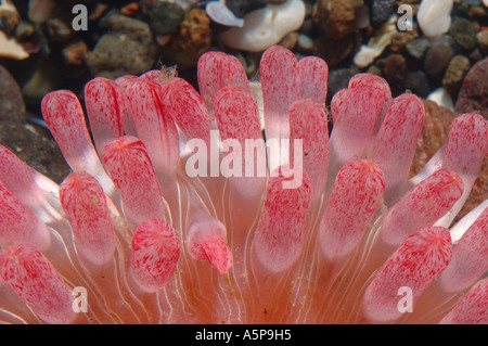 Détail de dur et les tentacules de nouvelles espèces du Pacifique Nord anémone de mer Cribrinopsis Actiniaria disque rose et feuilles d'tentacules Banque D'Images