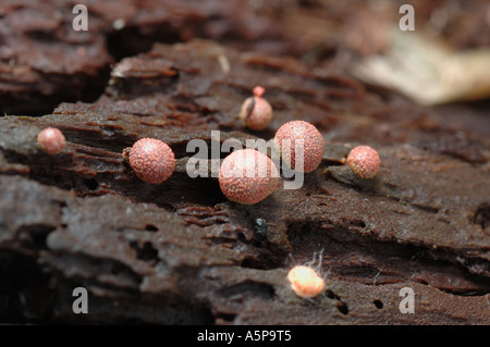 Les fructifications ovales rougeâtres de myxomycètes largement distribué ou myxomycète Arcyria denudata poussant sur le bois Banque D'Images