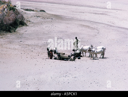 Turkana, arroser leurs bovins à partir d'un trou creusé dans le sable sec lit d' une rivière au nord du Kenya, Afrique de l'Est Banque D'Images