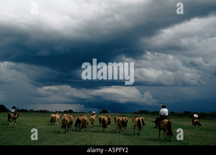 Élevage de chevaux Criollos GAUCHOS LA ESTRELLA FERME (RANCH), ARGENTINE Banque D'Images