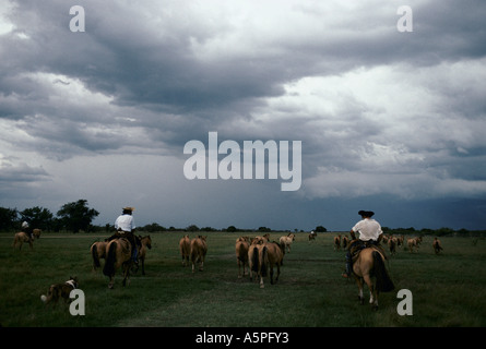 Élevage de chevaux Criollos GAUCHOS À LA ESTRELLA FERME (RANCH), ARGENTINE Banque D'Images