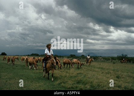 Élevage de chevaux Criollos GAUCHOS GAUCHOS À LA ESTRELLA FERME (RANCH) ARGENTINE Banque D'Images