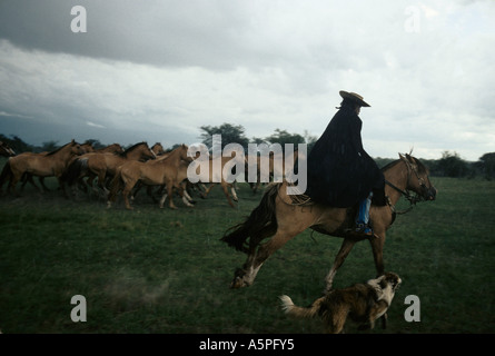 Élevage de chevaux Criollos GAUCHOS GAUCHOS À LA ESTRELLA FERME (RANCH) ARGENTINE Banque D'Images