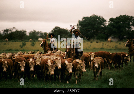 L'ÉLEVAGE DE BOVINS HEREFORD GAUCHOS À LA ESTRELLA FERME (RANCH), province de Corrientes, Argentine Banque D'Images