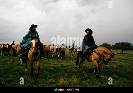 Élevage de chevaux Criollos GAUCHOS À LA ESTRELLA FERME (RANCH), province d'Entre Ríos, ARGENTINE Banque D'Images