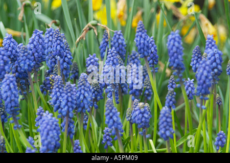 Angleterre, Royaume-Uni. Close up d'un patch de muscaris bleus (Muscari neglectum) en fleurs au printemps Banque D'Images