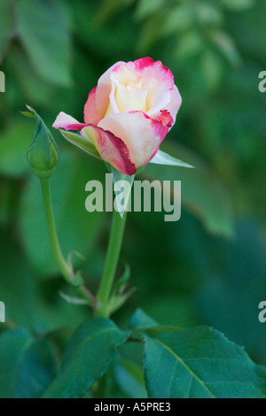 Rose rose tendre se détache sur la verdure Banque D'Images