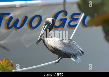 Pélican brun assis sur la ligne de bateau en attente de morceaux de poisson en cours de nettoyage sur le quai à Tarpon Springs Florida Banque D'Images