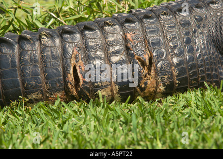 Alligator blessé au soleil sur les bords du lac dans le centre de la Floride USA Banque D'Images