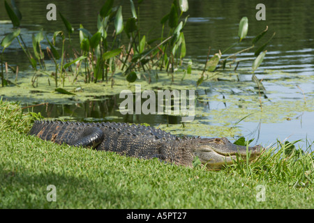 Alligator blessé au soleil sur les bords du lac dans le centre de la Floride USA Banque D'Images