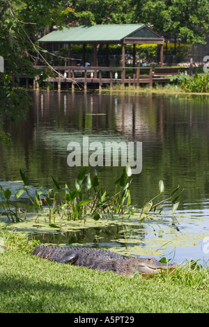 Alligator blessé au soleil sur les bords du lac dans le centre de la Floride USA Banque D'Images